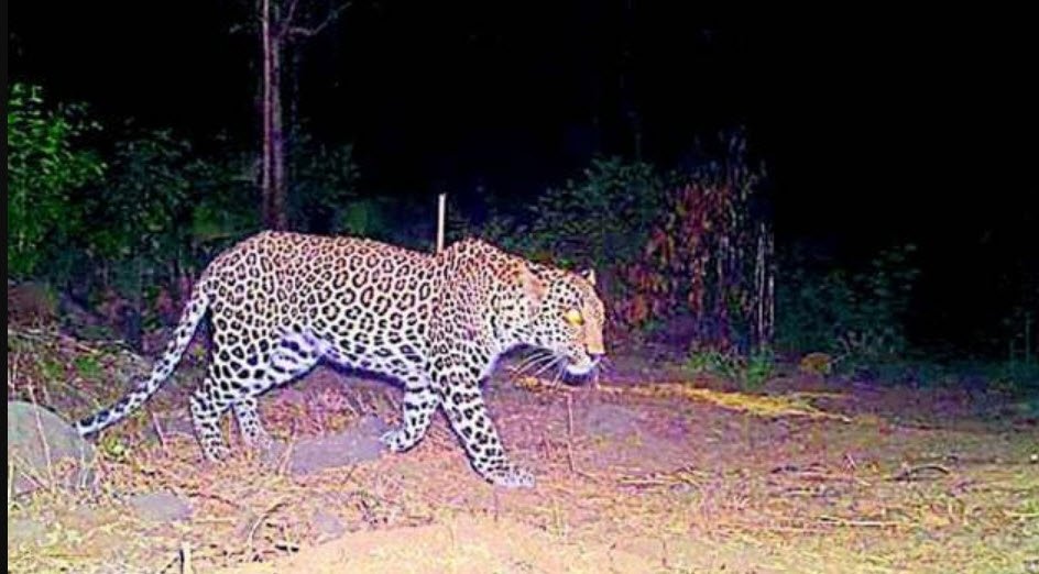 Tungareshwar Wildlife Sanctuary, Palghar, Maharashtra - Vushii.com